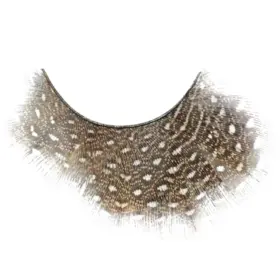 Kalentin Pestañas En Banda Fantasía New Orleans